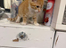 cute baby kitten