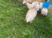 Sharmo American mix chickens