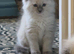 Stunning ragdoll kittens