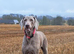 Labmaraner pups for sale