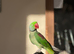 Alexandrine parrot for sale