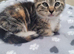 6 Kittens URGENT sale.