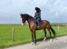 Stunning 16.3hh mare looking for a new home