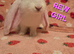 Very Tame Giant English lop does 8weeks last 2