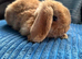 Pure breed Mini plush lops
