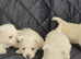 KC registered - Beautiful 2 girls and 2 boys