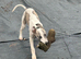 Whippet
