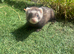 Half European polecat