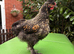 13 Week Old mixed breed chickens