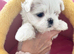 Exceptional Full Korean Maltese Boy Puppy