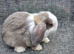 Mini lops for sale