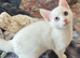 RAGDOLL X MALE READY NOW