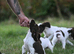 Excellent quality kc springer spaniel pups