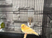 Canary