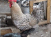 Rooster