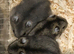 Pure bred baby Winter White Russian hamsters