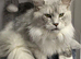 xxl mainecoon cub