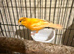 Canaries with cage