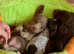 Stunning long & short coat mini dachshund pups