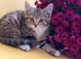 Cute kittens are looking for a new home.