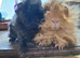 Two very sweet bot guinea pigs ready now