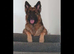 5 Year Old Female German Shepard