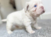 PLATINUM FLUFFY FRENCHIE PUPPY!
