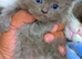 I got Persian cat who gives birth to 4 beautiful Persian kittens which four weeks and a few days . Two boy and two girl Healthy..