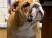 Bulldog puppies for sale