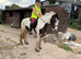 Stunning cob mare