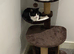 Cat for sale