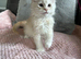 Maine coon kittens