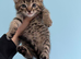 6 kittens
