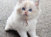 GCCF Champion Ragdolls • Active Considered