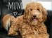 Miniature Australian Labradoodle Puppies.