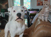 staffy