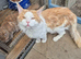 Maine coon stud