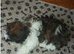 Beautiful  Shih Tzu 6 month old puppy needs a loving home