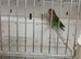Breeding pair of love birds