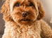 F1b fox red Cavapoos