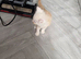 PEDIGREE MAINE COON KITTENS