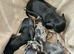 Miniture Dachshund puppies