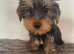 Yorkshire Terrier Puppies