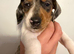 Miniature Dachshund Puppies 2 Boys