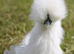 Stunning silkie bantams for sale- a variety of colours
