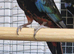 RARE Black Rosella & yellow, red