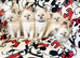 Ragdoll kittens ready 22nd