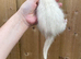 Half angora hob kit