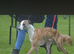 2 Brackenswift puppies available