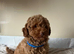Cavapoochon puppies